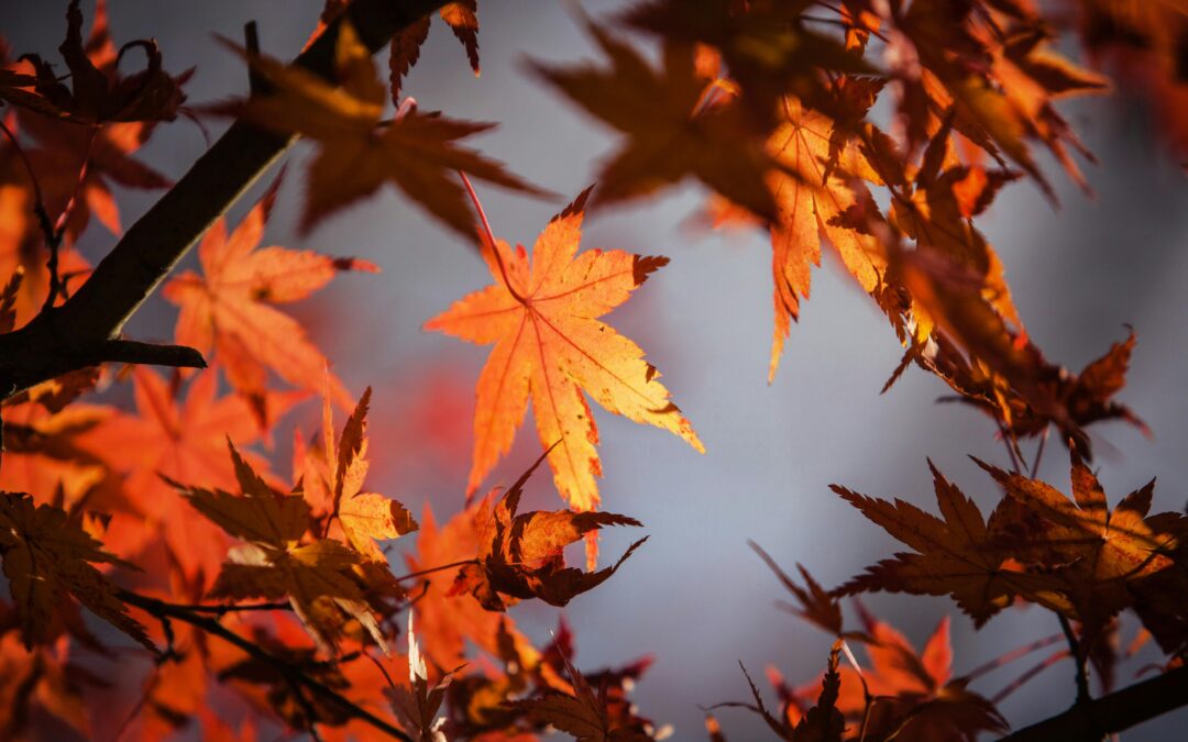Einladung zum herbstlichen Abend! Bunt sind schon die Wälder …